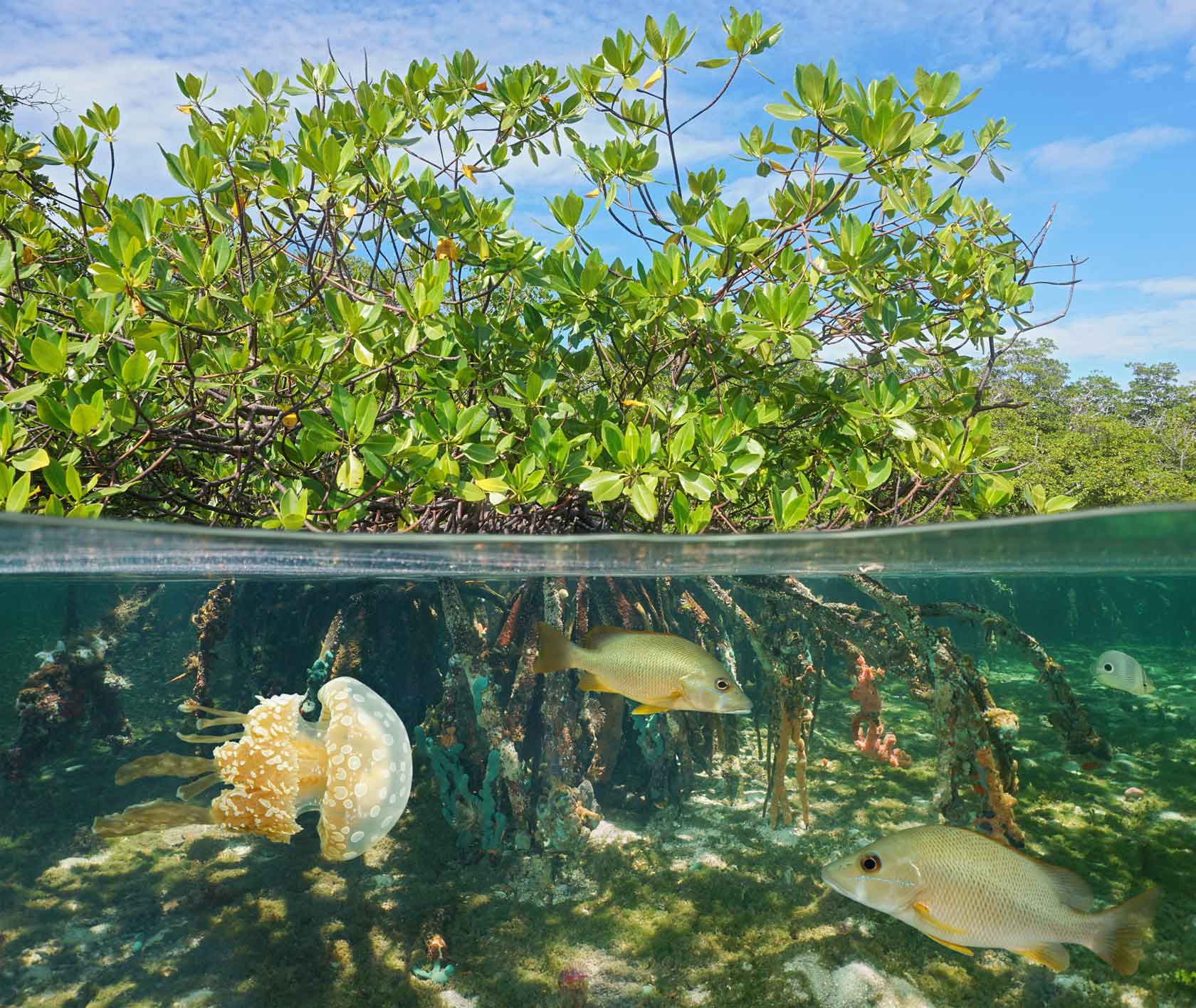 Mangrove above and below water surface with fish and a jellyfish underwater