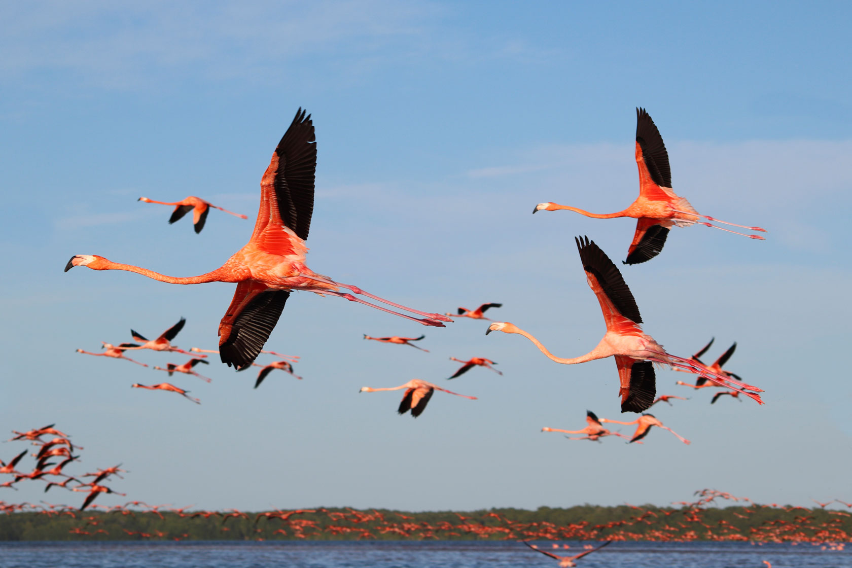 A flock of flying flamingos
