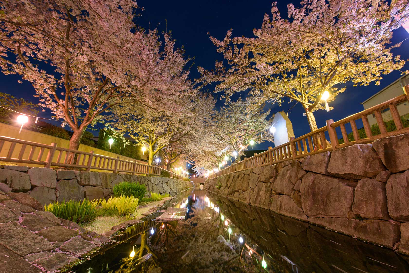 Takamatsu, Sakura, Night Cherry Blossoms