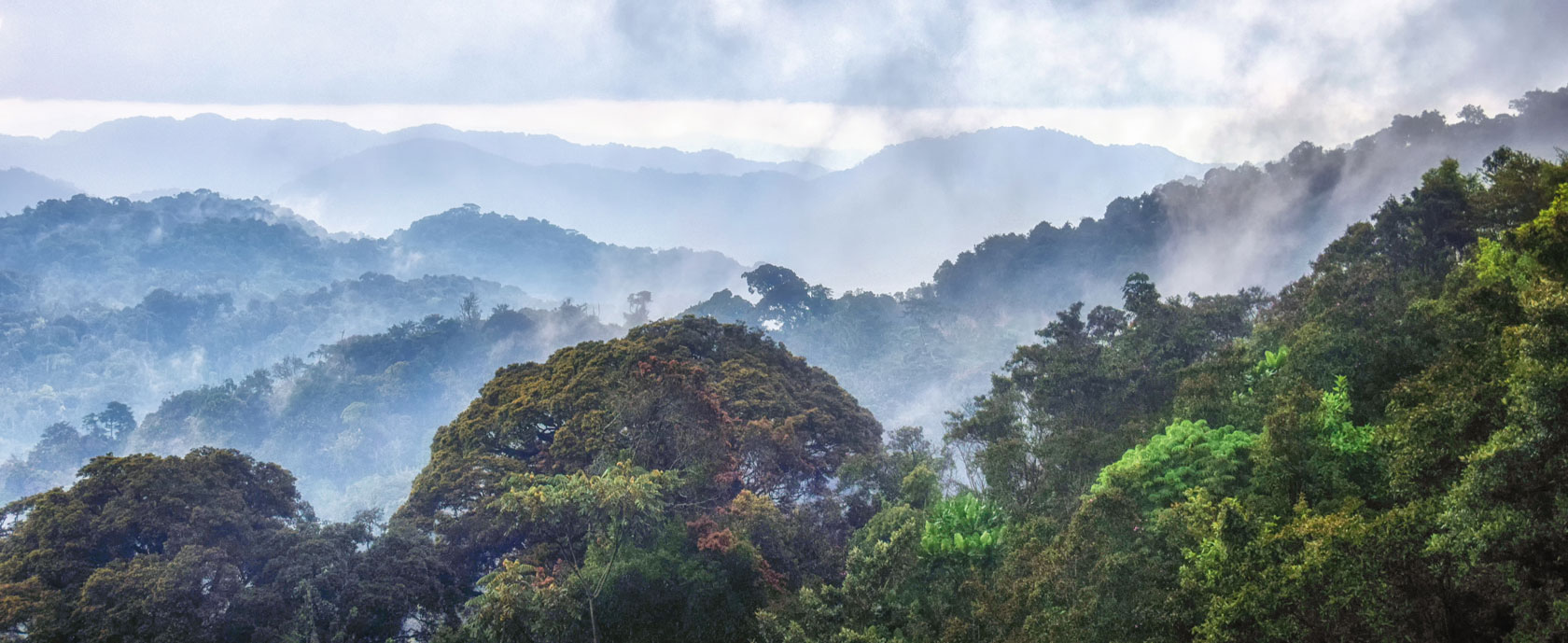 Tropical rainforest of Nyungwe National Park,Rwanda