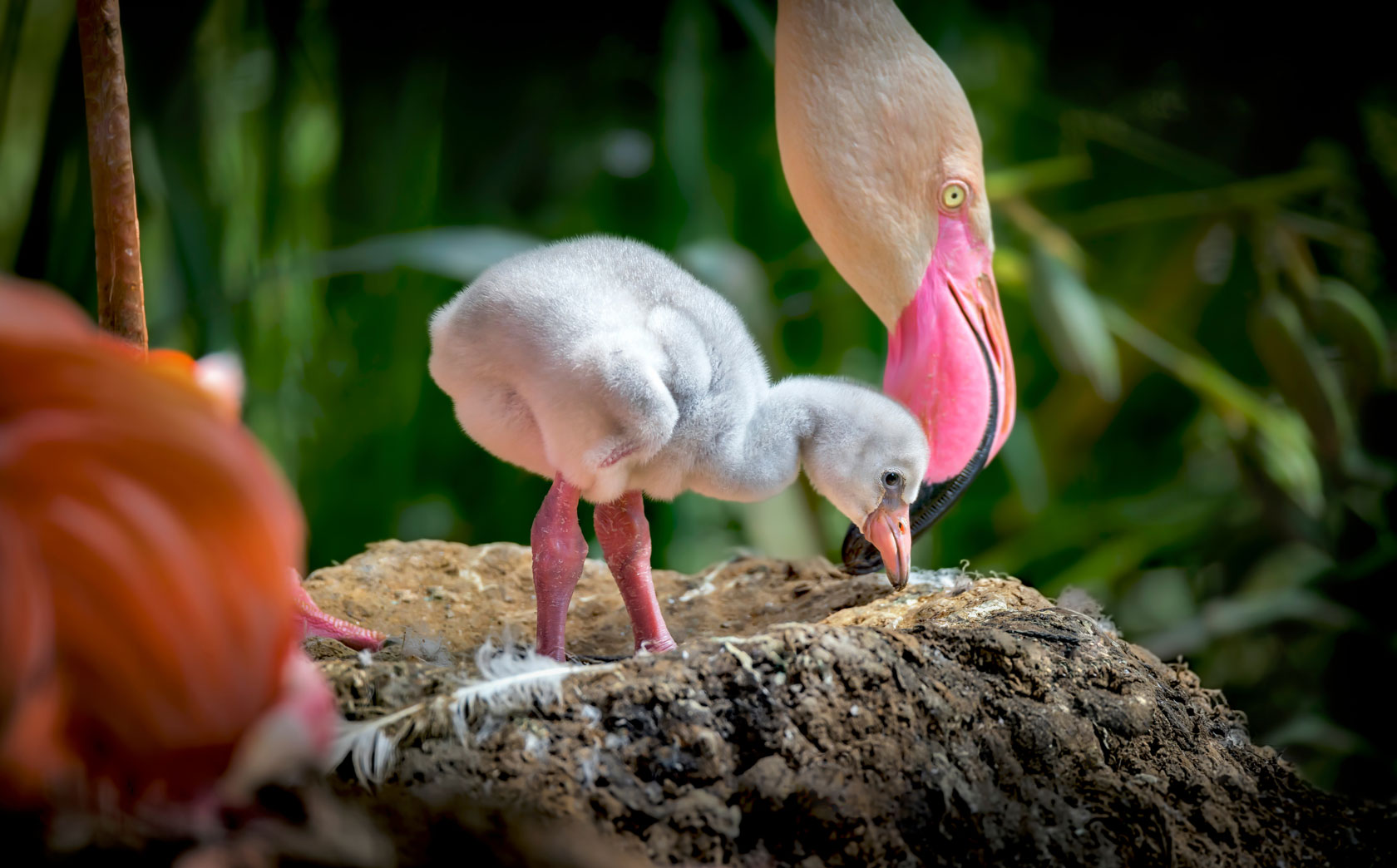 Newborn flamingo chick with mother