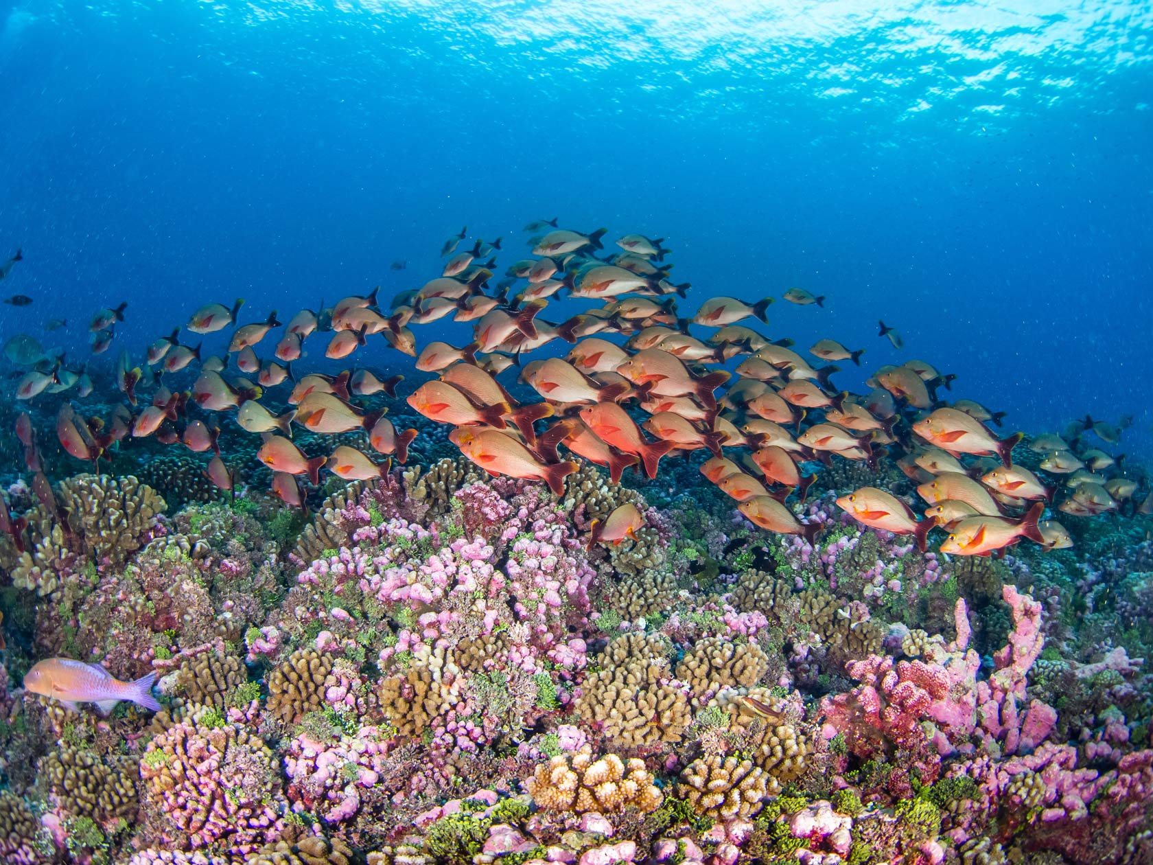 School of Humpback red snapper in coral reef