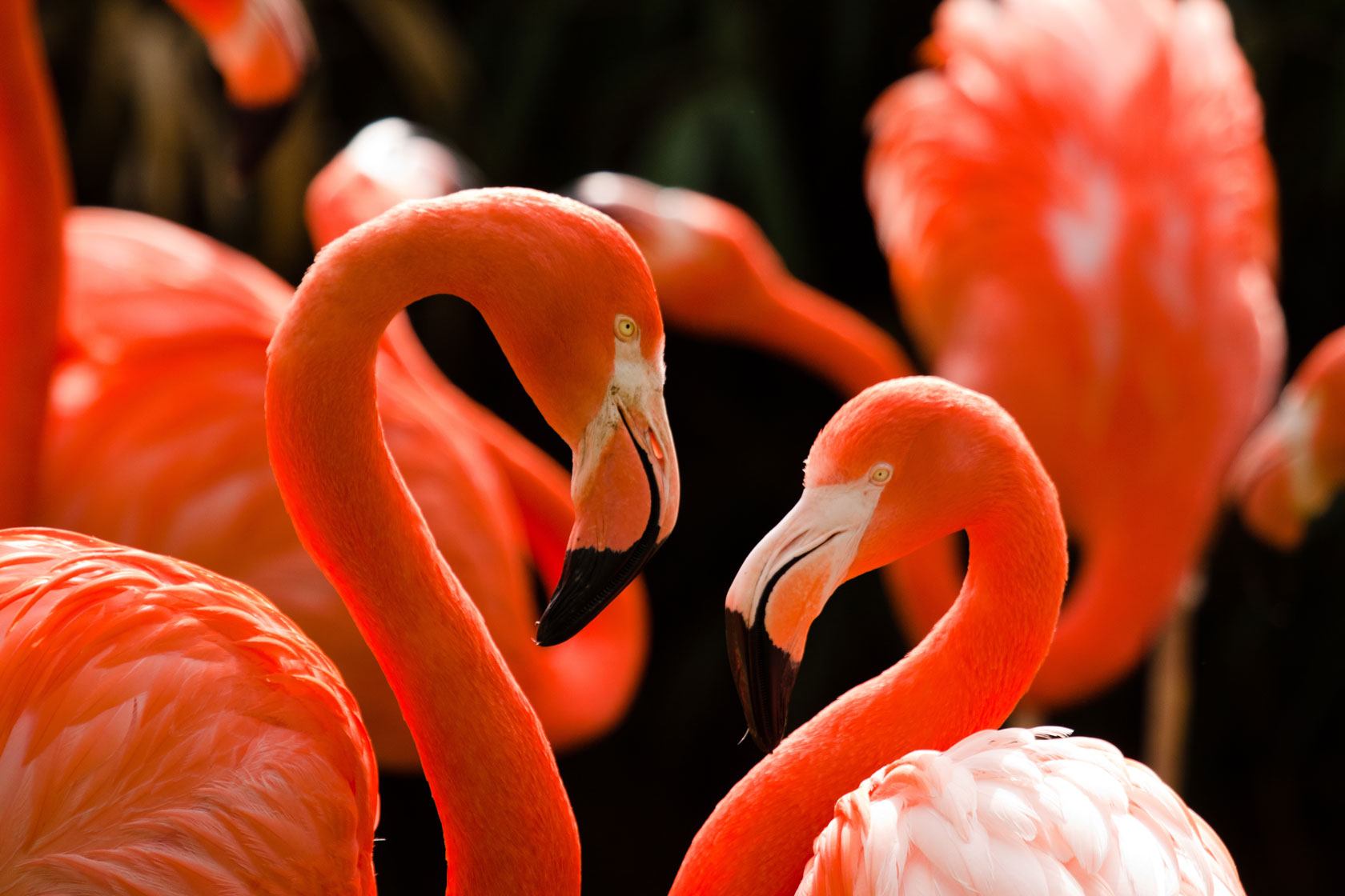 Kuba-Flamingo