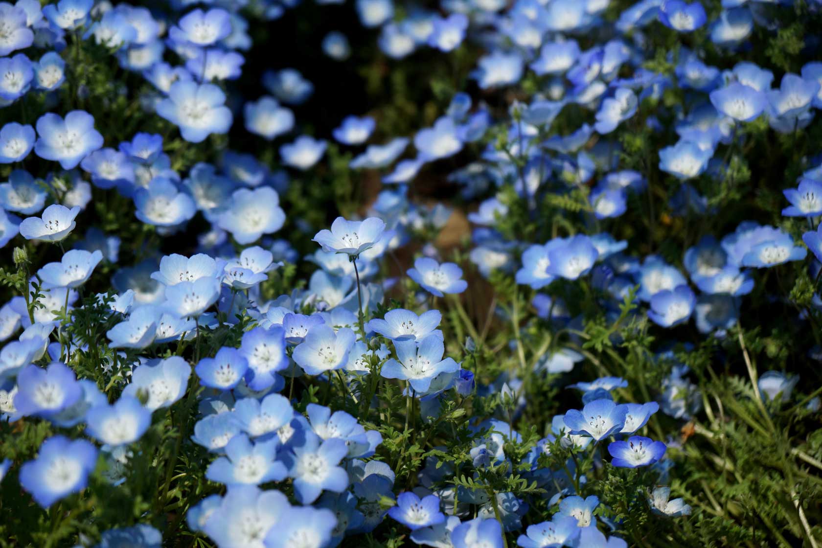 Blue nemophila flowers at Hitachi Seaside Park, Japan