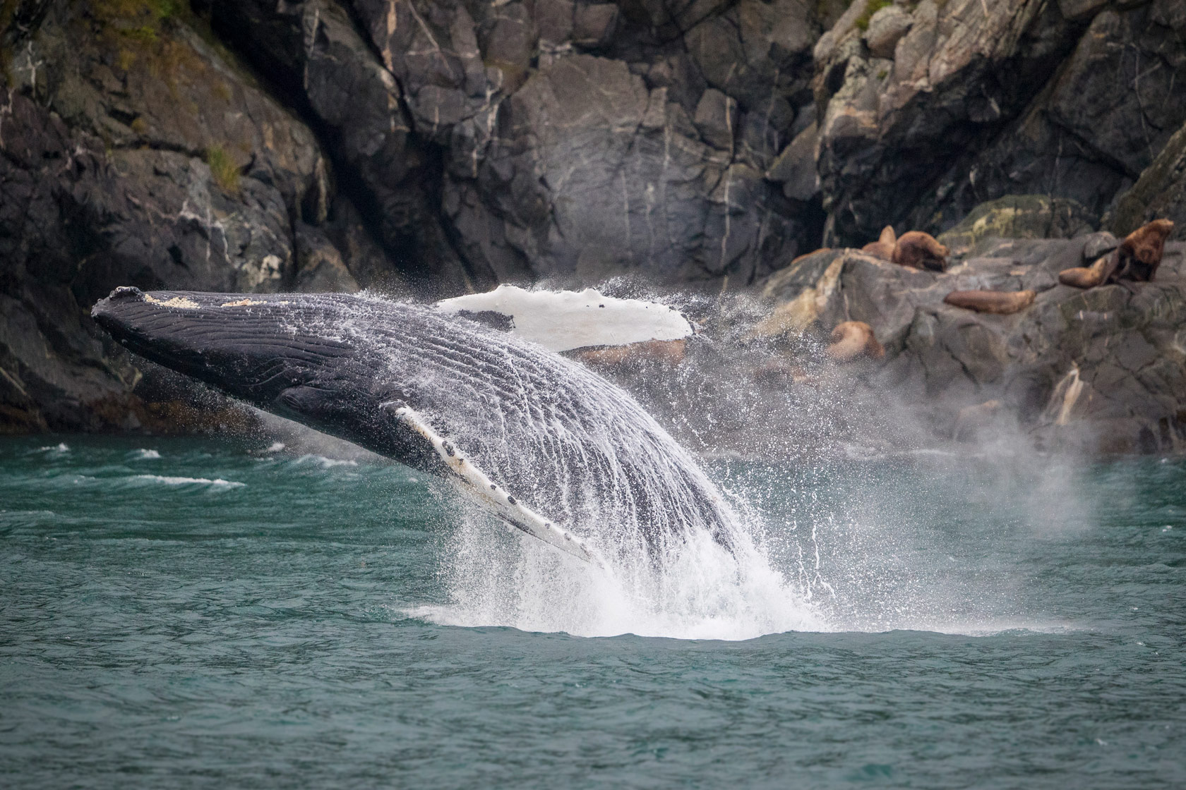 Whale