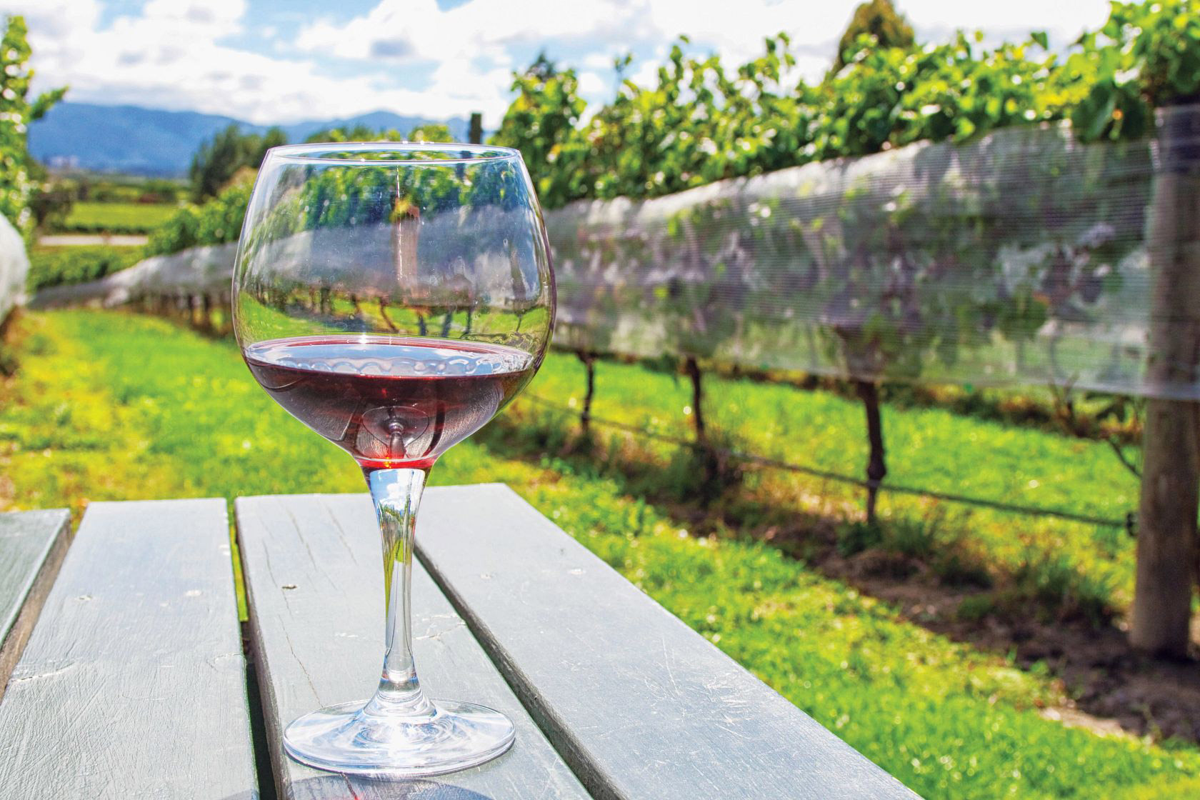 Vineyard