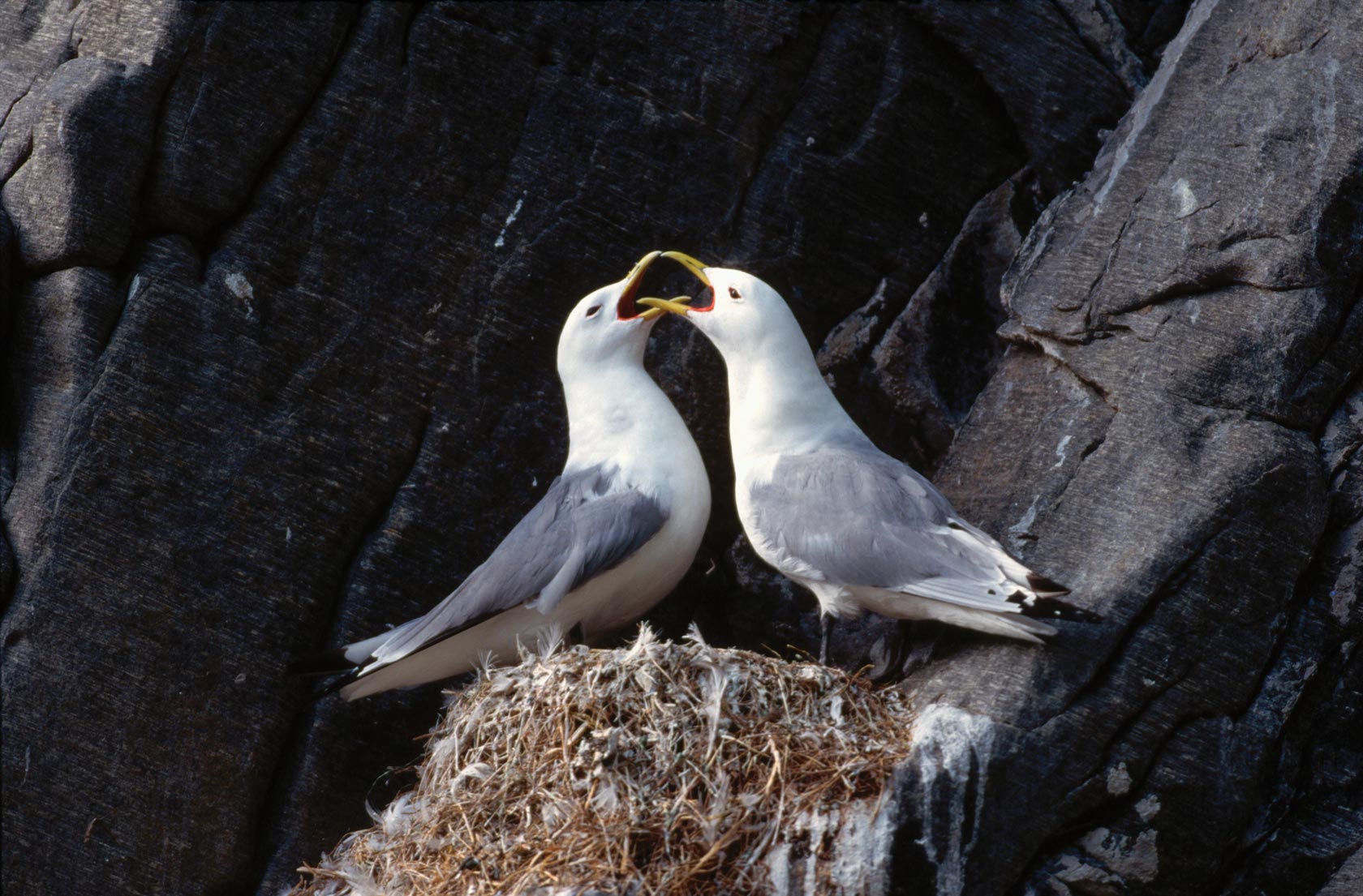 Kittiwakes