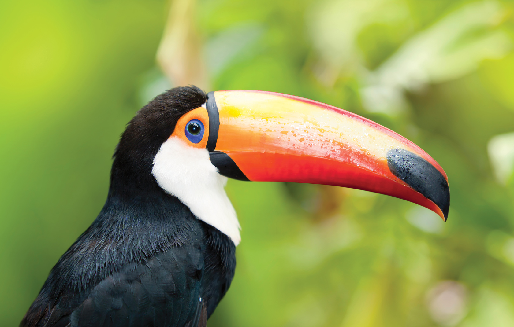 wildlife, bird, toucan, jungle, beak