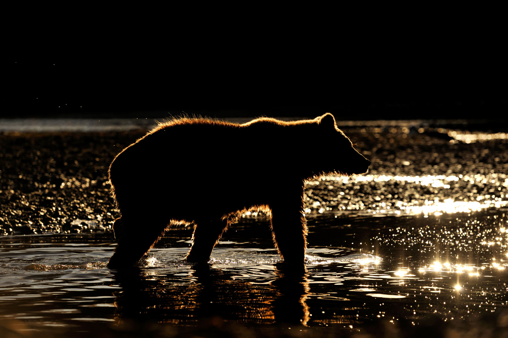 Grizzly Bear in river at sunset