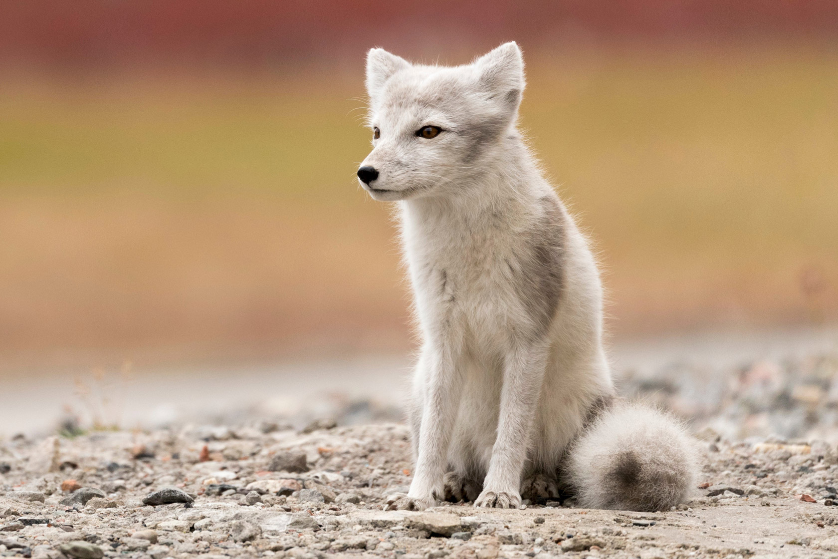 Arctic Fox