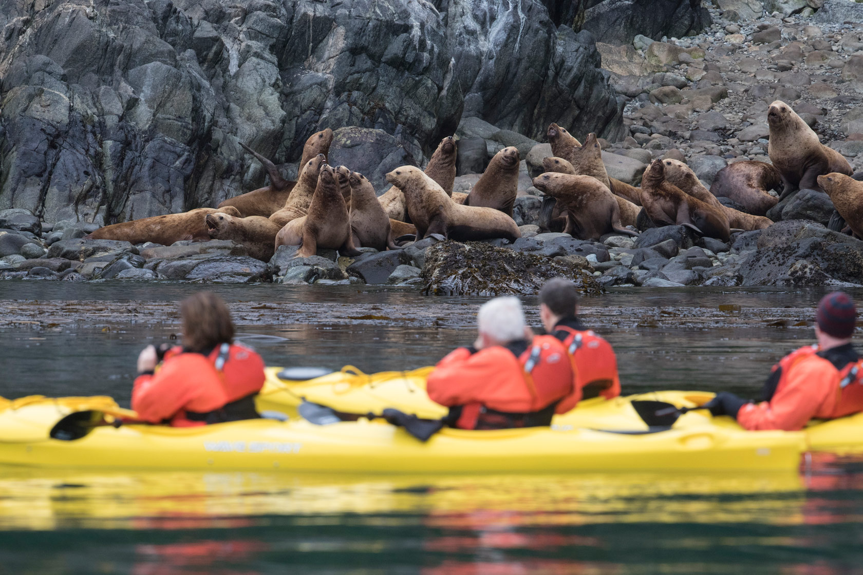 Sea Lions Kayak