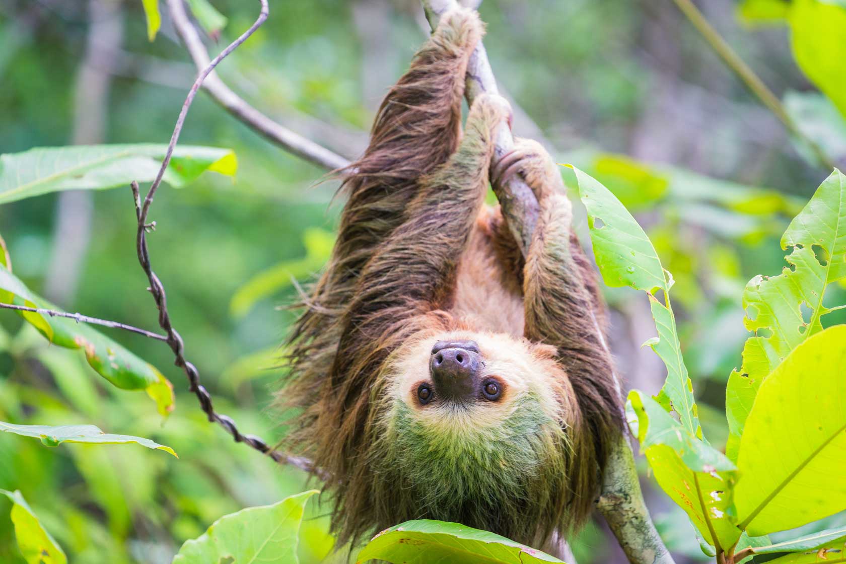 Wild sloth hanging on a tree in Panama