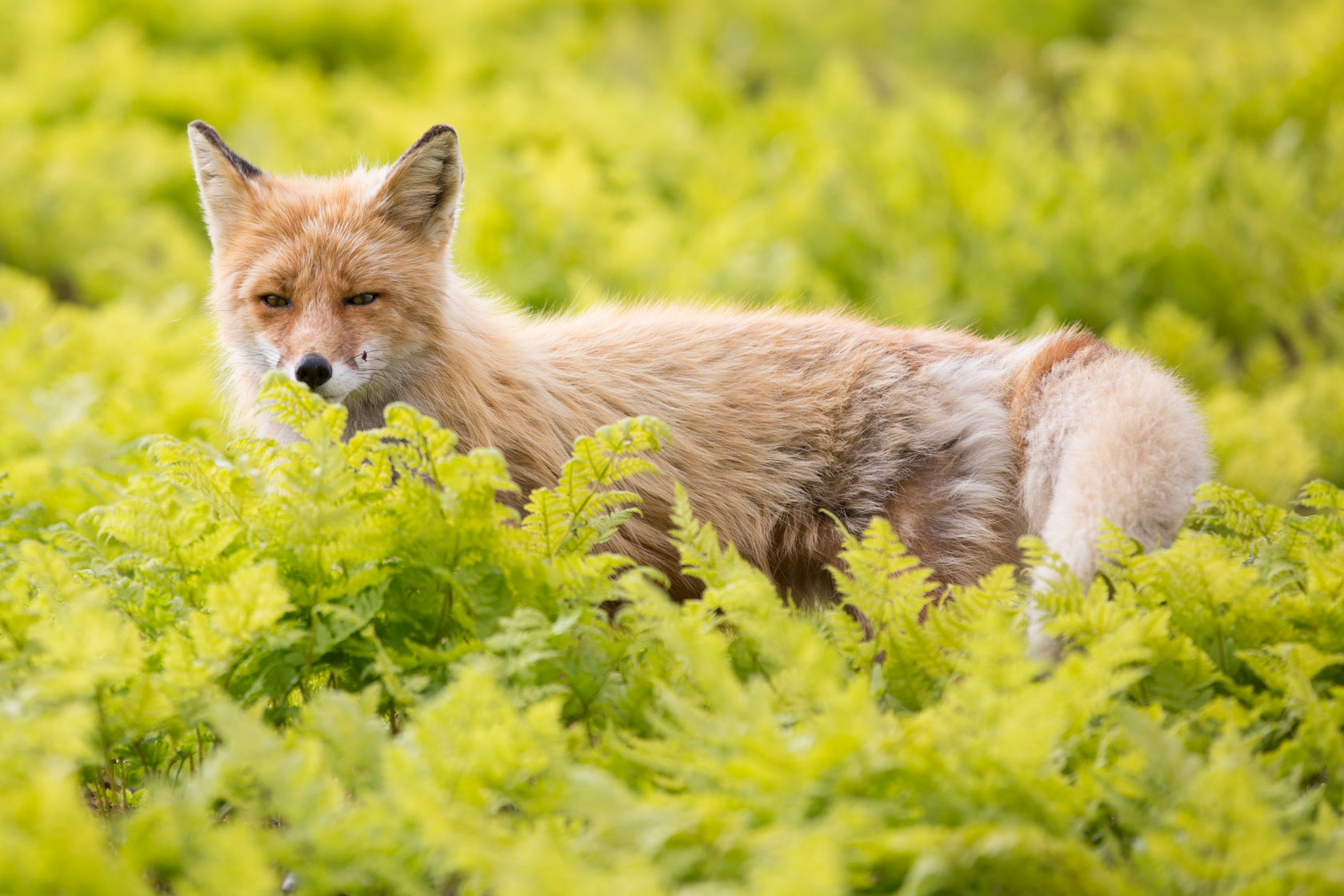 Red fox, Talan Island