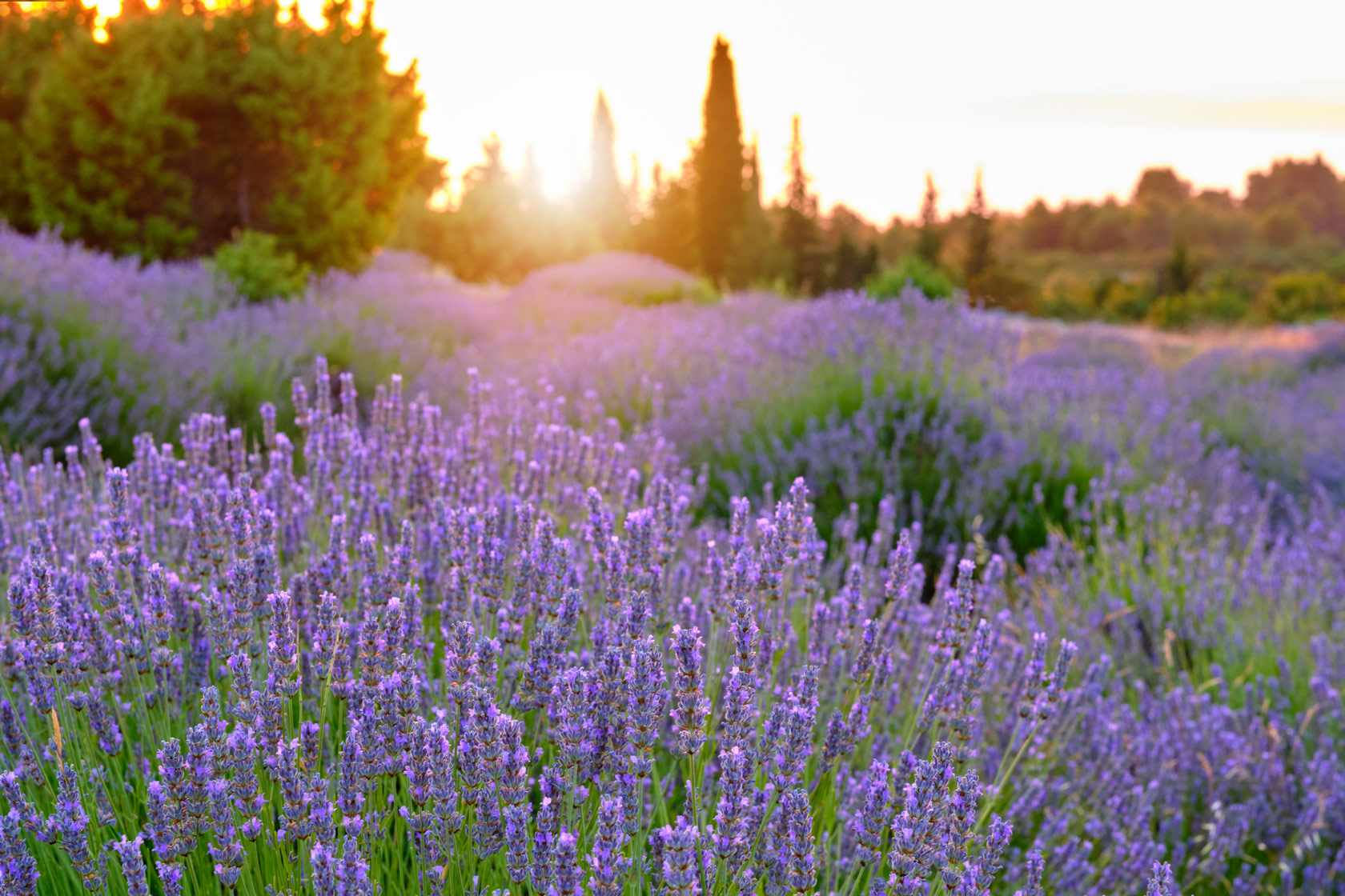 Blooming lavender on the island of Hvar, Croatia