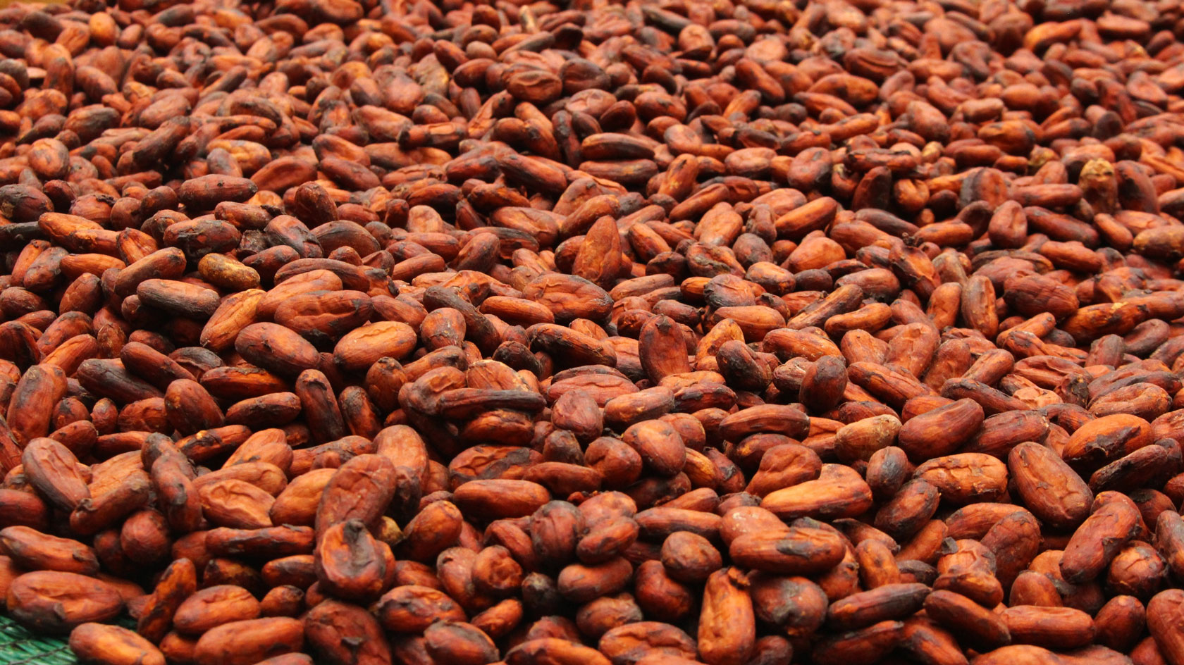 Fresh natural Cacao Beans at an organic plantation in Costa Rica