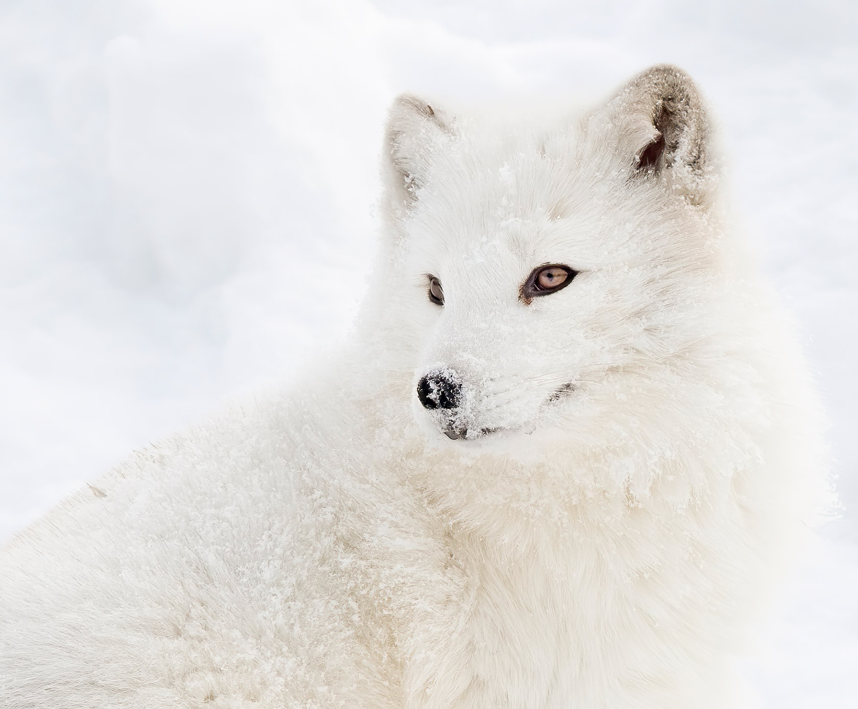 Arctic Fox in snow closeup stock photo