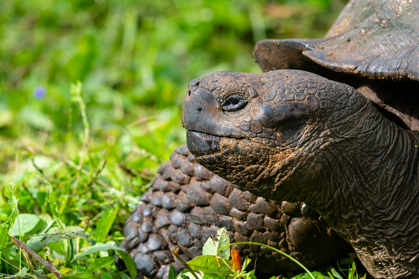 Galapagos giant tortoise