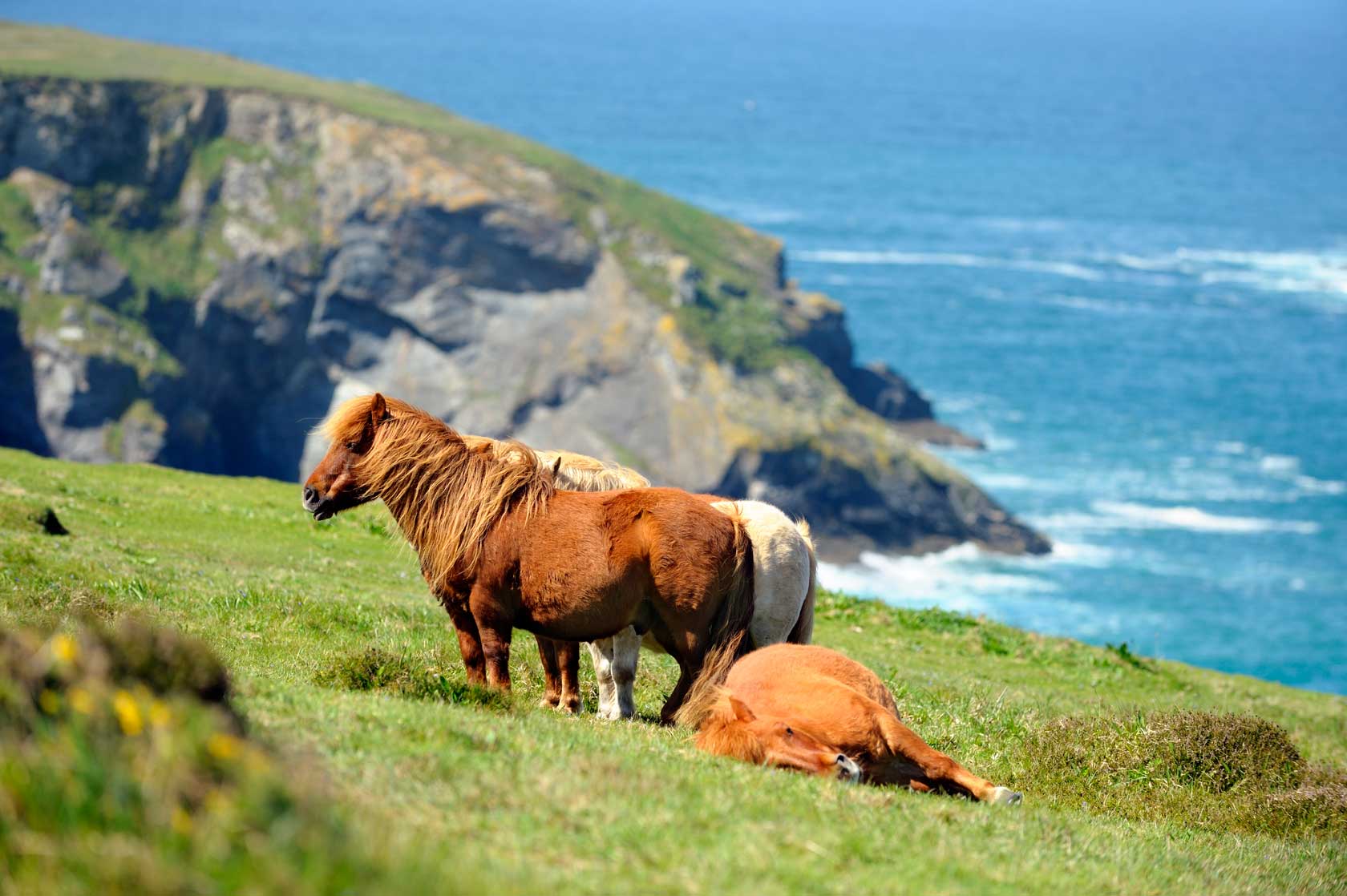 Wild Shetland Ponies