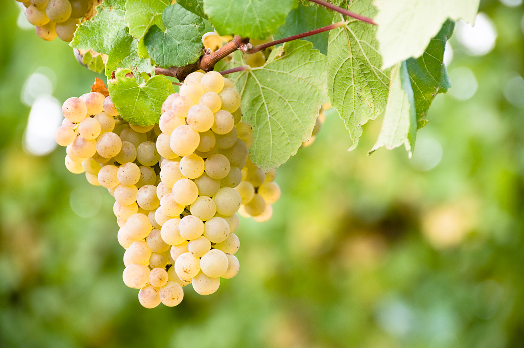 Grapes