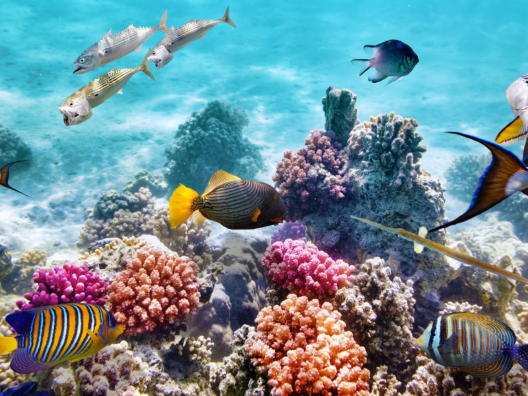 Scuba diving in underwater world with corals and tropical fish.