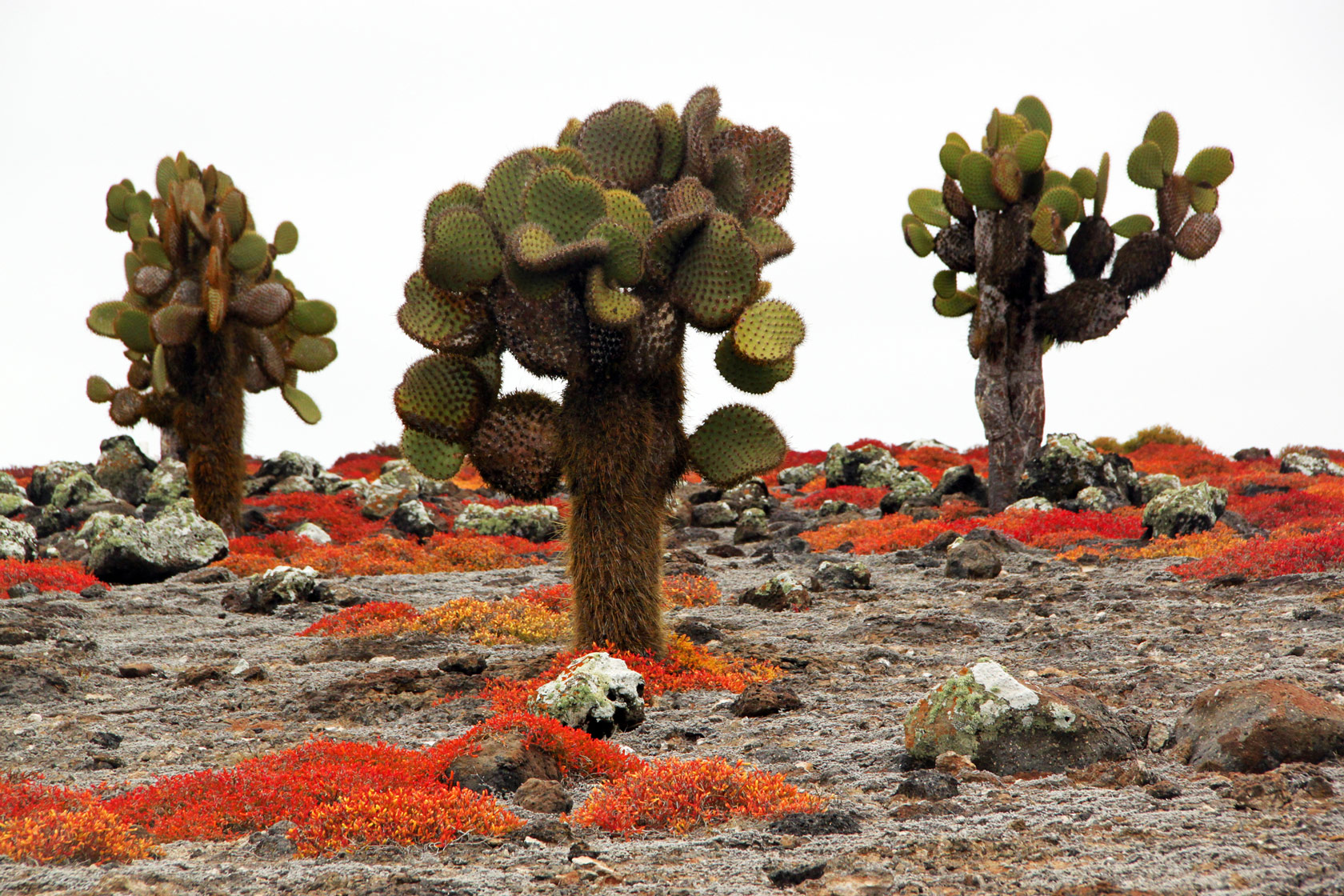 A Galápagos prickly pear