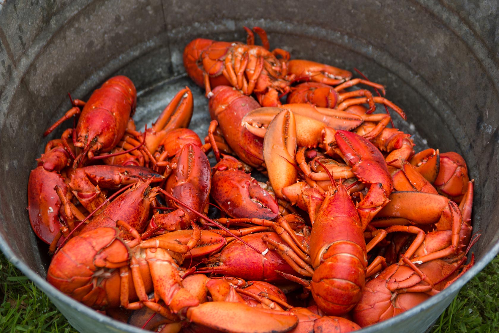 Cooked lobsters waiting in a tin pot at a lobster feast