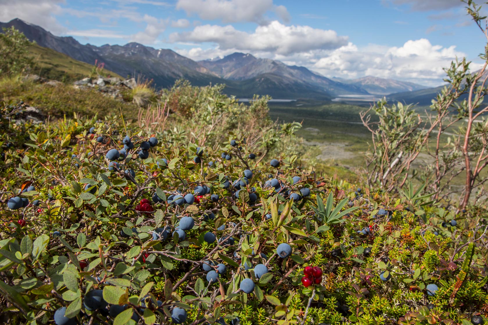 Alaska Berries