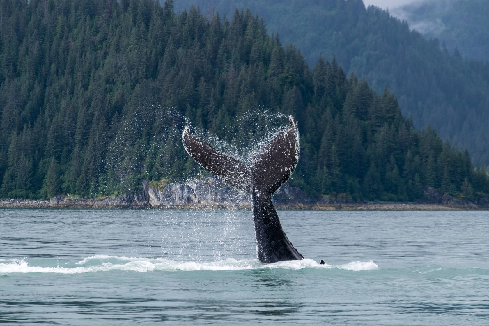 A whale fluke splashes into the waters of Glacier Bay in Alaska