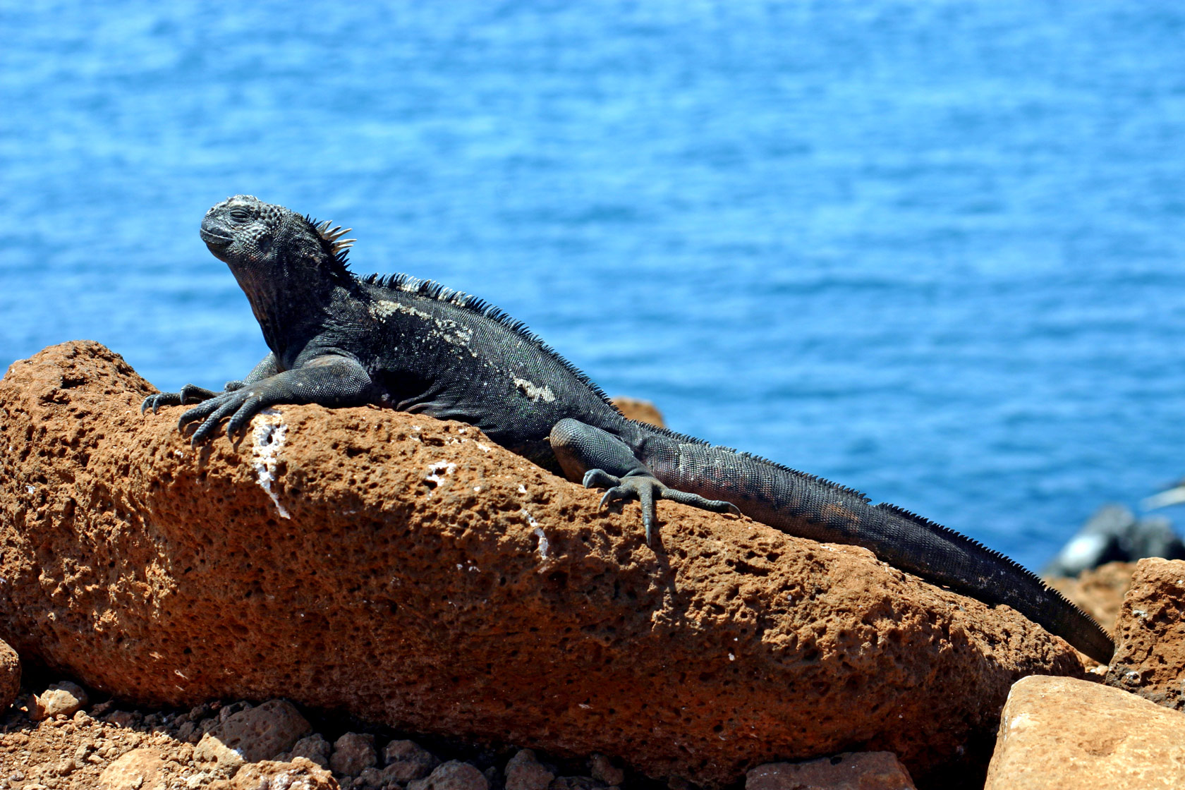 Iguane marin