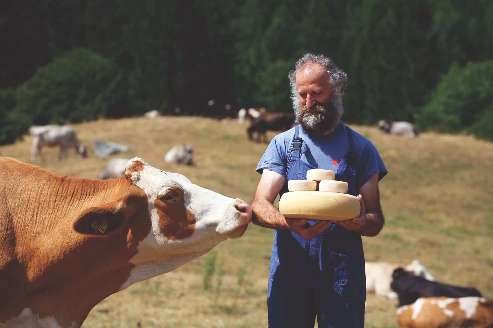 A man walks around with cheese near some grazing cows in the French Riviera