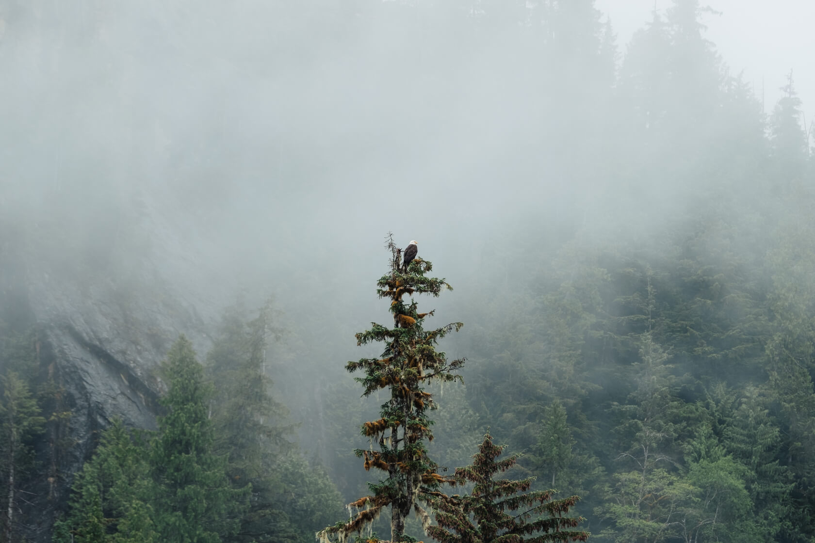 Bald eagle perched on tree