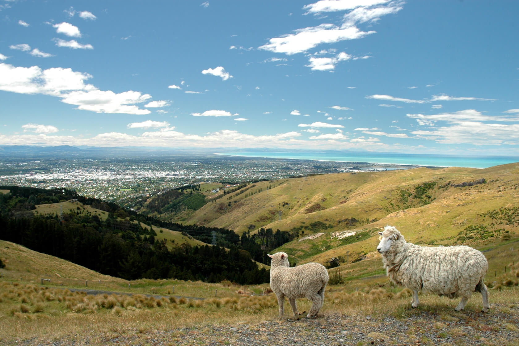 Two sheep on a hill overlooking Christchurch, New Zealand