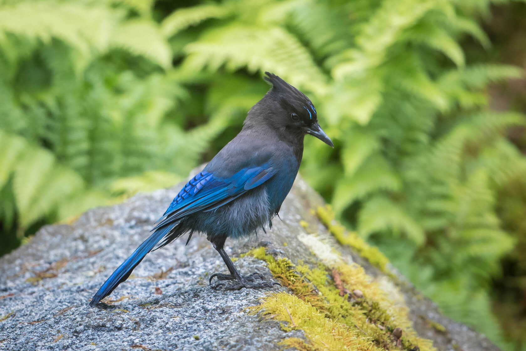Exploring Wrangell–St. Elias National Park & Preserve, jay bird