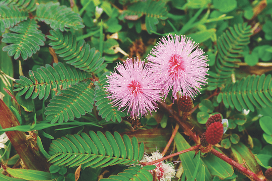 Pink mimosa flower surrounding by green leaves