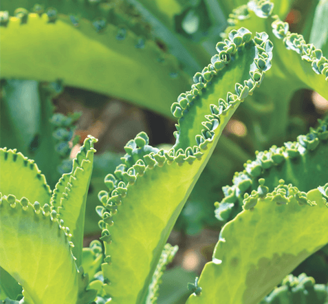 A beautiful light green plan leaf in the sun