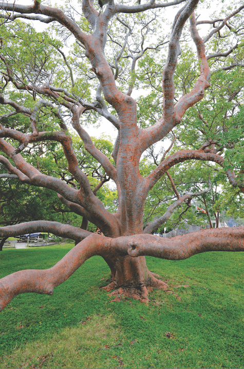 A gorgeous tree with low branches on a green field 