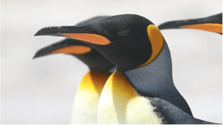  Ventures by Seabourn Antarctica (Cover Photo)