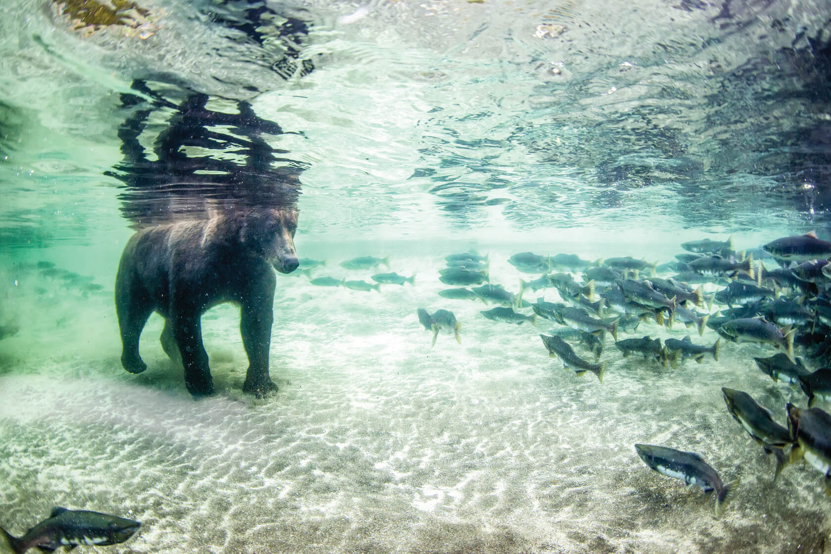 A bear walks under the water toward some fish
