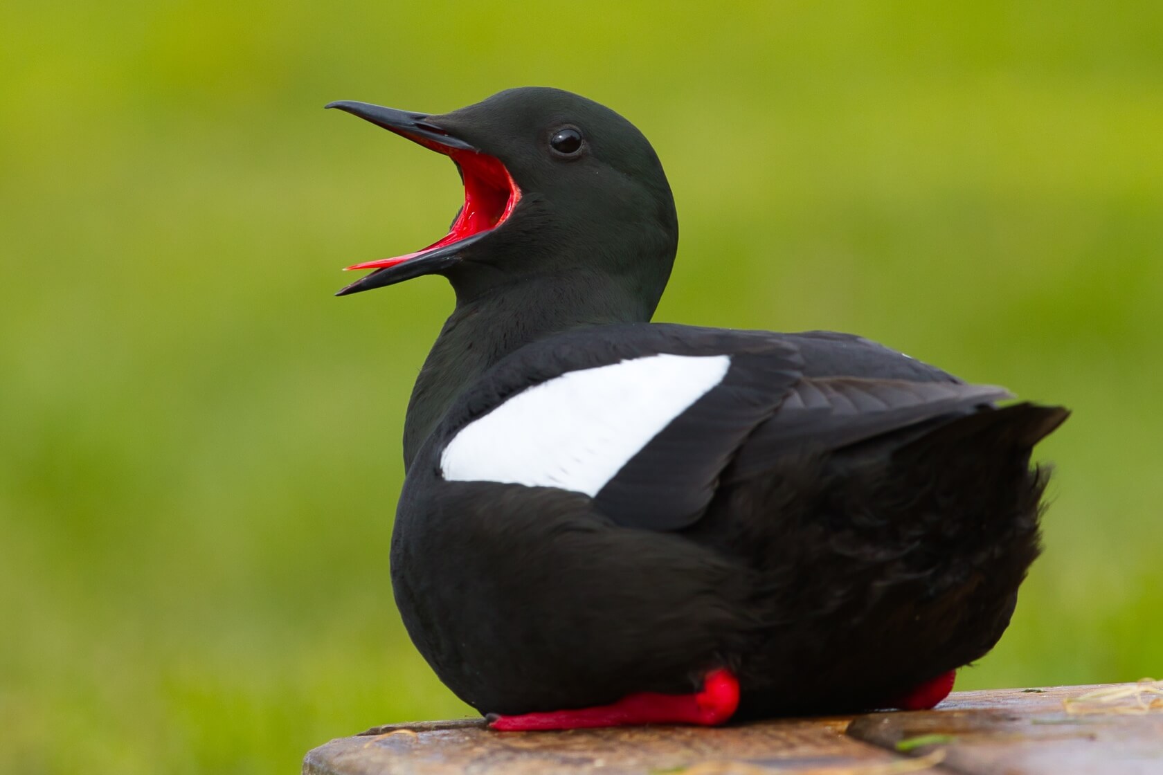black guillemot
