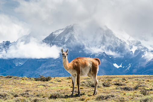guanacos