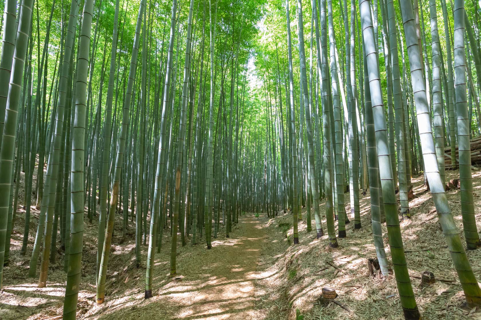 Aphosan Forest