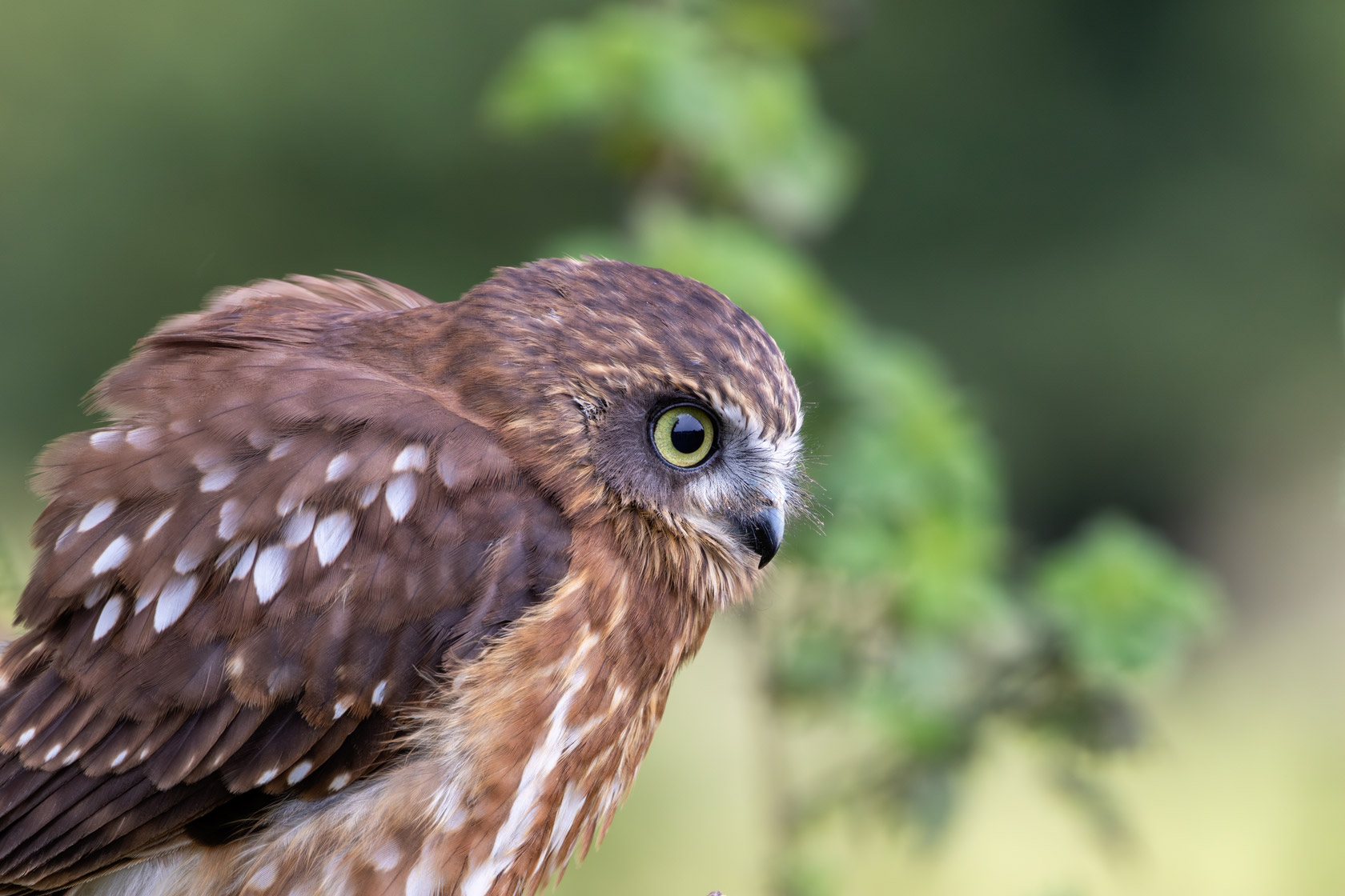 morepork owl